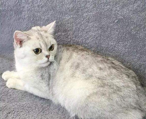 银渐层猫一般市场价多少-2100买一个银渐层贵吗