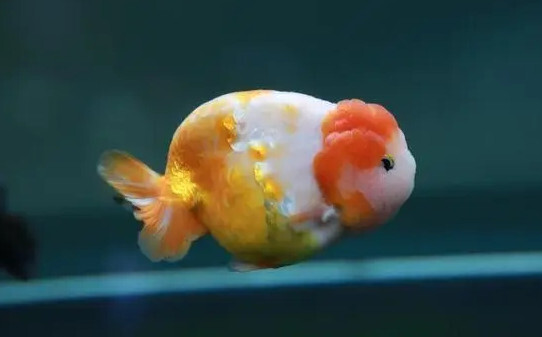 泰狮兰寿冬天要加热吗 泰狮兰寿冬天要加热吗