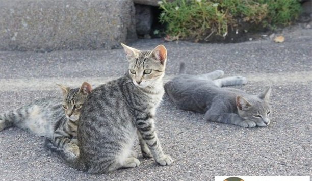 花狸猫和狸花猫区别有什么-花狸猫的种类