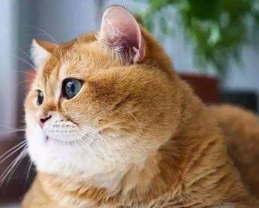 橘猫有平均多肥胖
