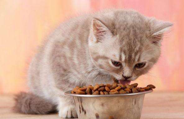 猫咪爱吃鱼它们会被鱼刺卡到吗-小猫会不会在吃鱼的时候被鱼刺卡到 猫咪爱吃鱼它们会被鱼刺卡到吗-小猫会不会在吃鱼的时候被鱼刺卡到