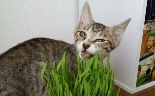 猫短时间能吃多少猫草