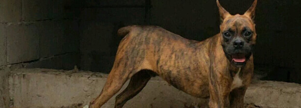 拳师犬的优缺点 拳师犬的优缺点