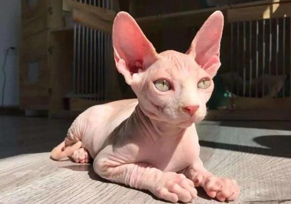比鲁斯是什么猫-比鲁斯是什么品种的猫