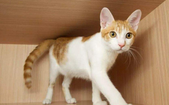 猫咪配几次能怀孕