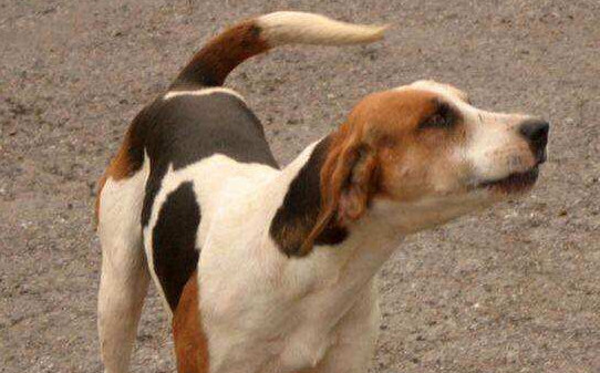 和比格犬相似的品种