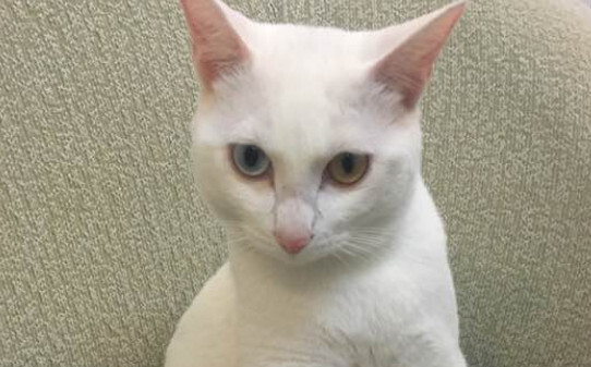 猫腹水是什么症状 猫腹水是什么症状
