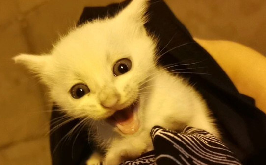 什么牌子的猫粮好推荐几款口碑较好的猫粮