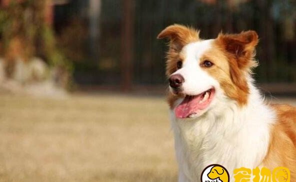 边境牧羊犬的养殖方法和注意事项