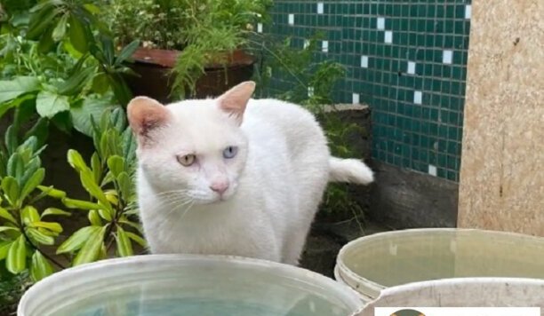 短尾麒麟猫多少钱一只-麒麟猫为什么是猫王