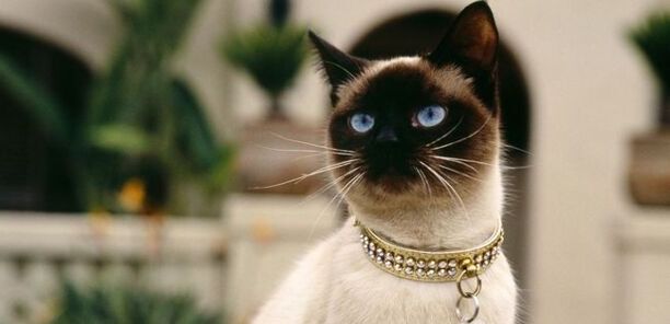 最聪明的猫排名第一-聪明猫和不聪明猫区别 最聪明的猫排名第一-聪明猫和不聪明猫区别
