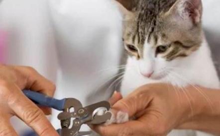 如何正确的给猫咪剪指甲