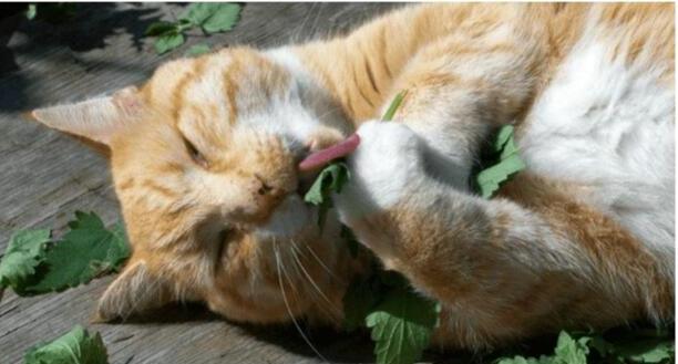 猫薄荷怎么用