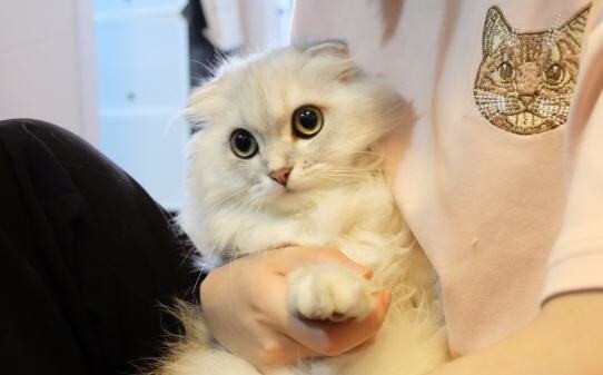 猫踩奶频繁怎么回事