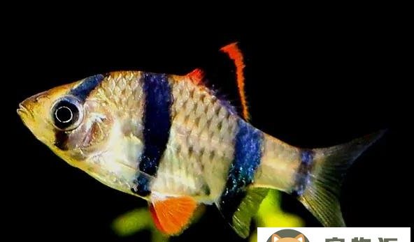 淡水观赏鱼的种类及图片大全-十大新手养不死的淡水观赏鱼