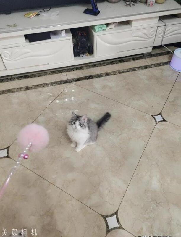 猫咪得了猫瘟怎么办医生说不用治了熬过7天就好 猫咪得了猫瘟怎么办医生说不用治了熬过7天就好