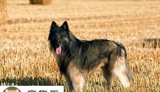 比利时牧羊犬价格是多少-关于比利时牧羊犬的价格