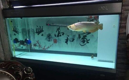 彩蝶鱼缸好吗