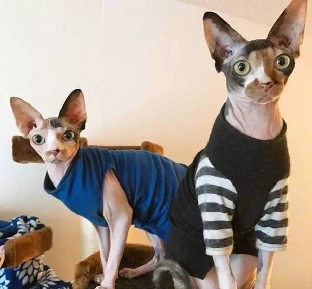 最聪明的猫排名第一-聪明猫和不聪明猫区别 最聪明的猫排名第一-聪明猫和不聪明猫区别