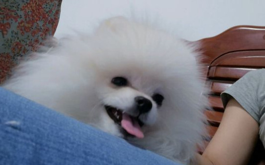 博美犬和比熊犬哪个好养理由 博美犬和比熊犬哪个好养理由