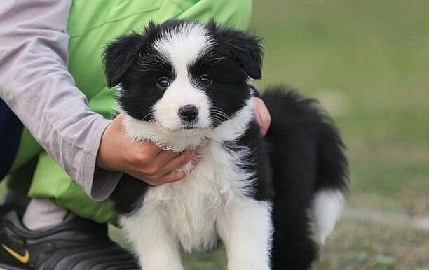 纯种边境牧羊犬价格-边牧犬价格大概多少钱一只