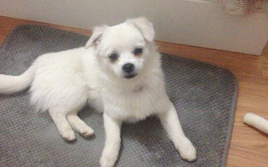 母犬怀孕初期表现 母犬怀孕初期表现