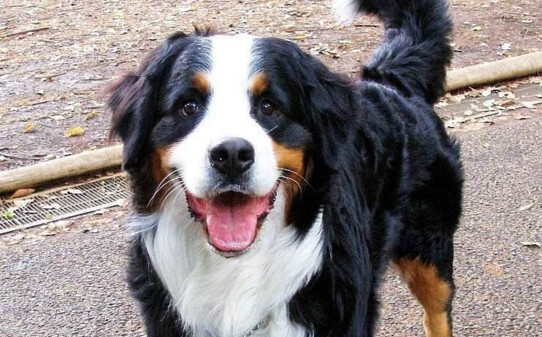 伯恩山犬优缺点