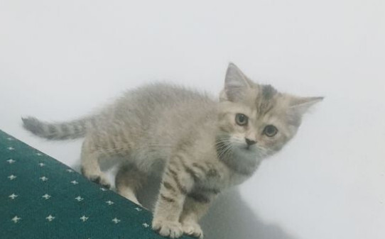 猫的狂犬病症状是什么样的啊