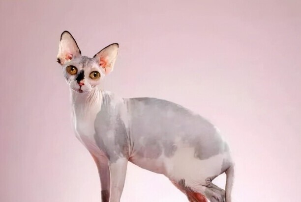 斯芬克斯猫多少钱一只-斯芬克斯猫的价格