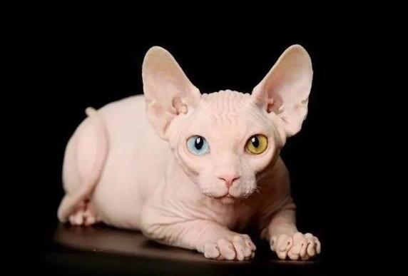 比鲁斯是什么猫-比鲁斯是什么品种的猫