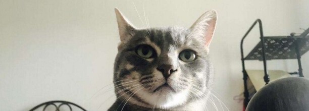 笨猫能当宠物猫养吗