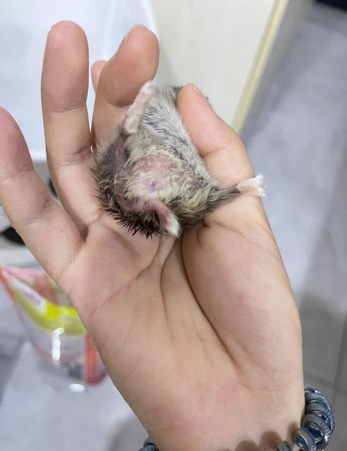 怎样判断仓鼠得了湿尾