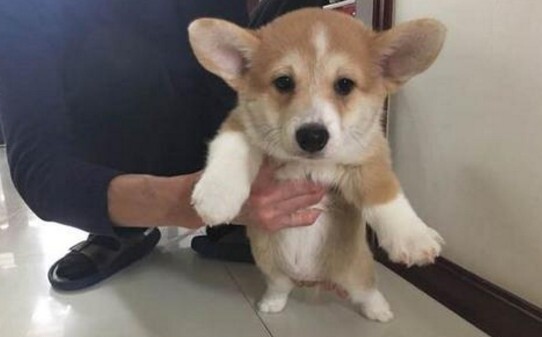 卡迪根柯基犬价位