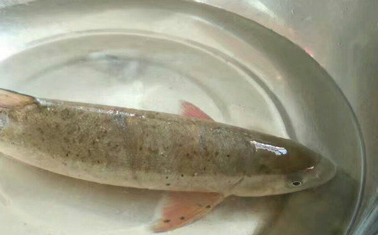冷水鱼有哪些