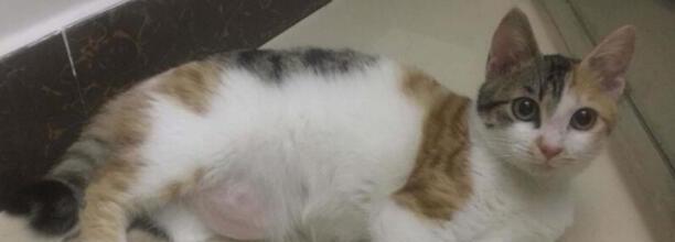 猫咪有小宝宝了是不是也会有呕吐的症状 猫咪有小宝宝了是不是也会有呕吐的症状