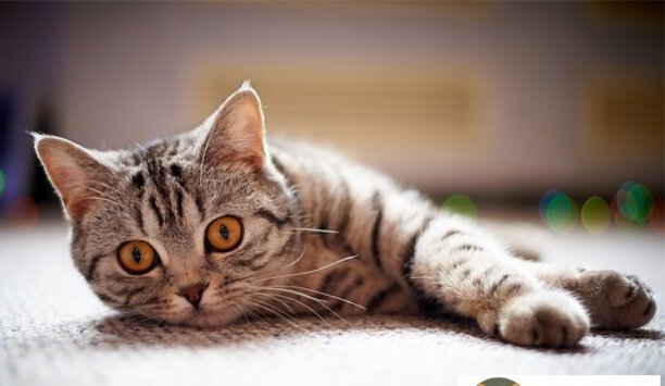 猫咪喂食时间及分量-猫咪最佳喂食时间