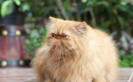 猫咪的智商相当于几岁小孩