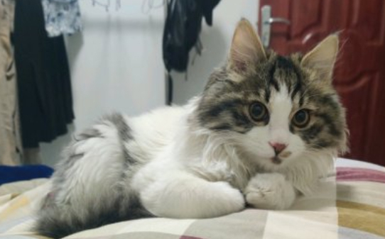 长毛猫都有哪些品种 长毛猫都有哪些品种