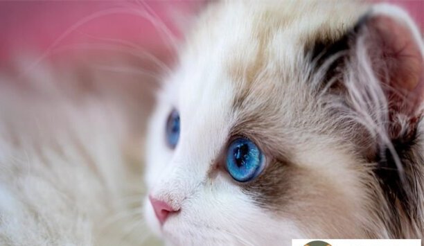 梵色布偶猫多少钱一只-为什么低于1万的布偶就不要买