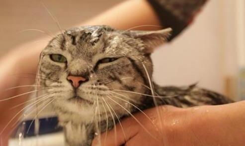 给猫怎么洗澡