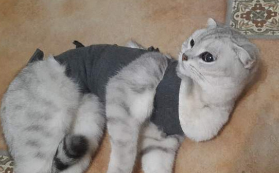 猫绝育啥意思