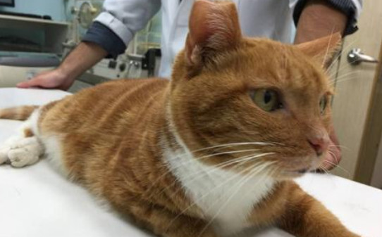 猫肾衰竭能活多久