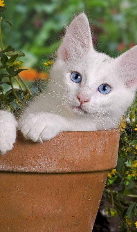 土耳其安卡拉猫-京剧猫星罗班都是什么猫 土耳其安卡拉猫-京剧猫星罗班都是什么猫