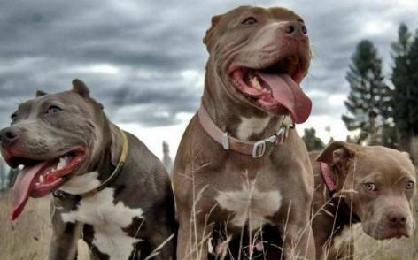 世界100禁养猛犬排行榜:排行前十的禁养犬类有哪些