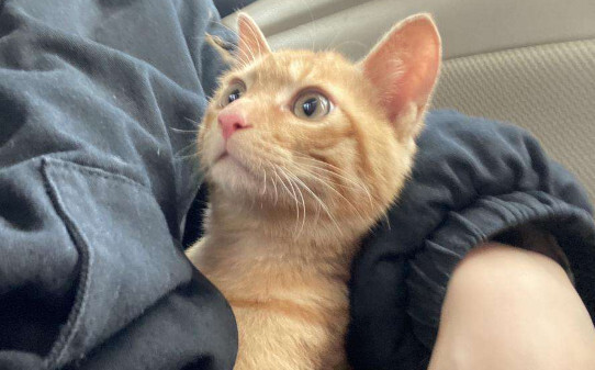 猫疫苗多久打一次 猫疫苗多久打一次
