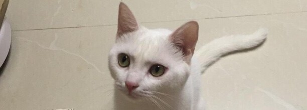 猫生气了如何哄回来打了猫咪之后怎么哄