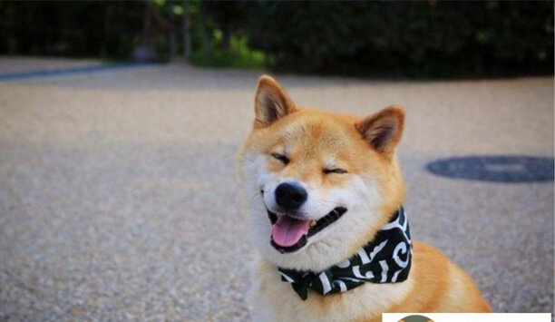 柴犬价格-2023年柴犬价格一览表