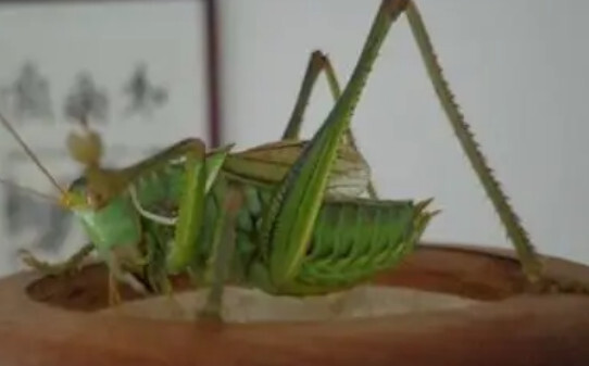 冬天蝈蝈揣怀里哪个部位合适