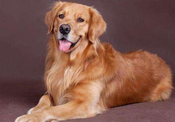 十大适合家养的大型犬-养只大型犬什么犬又听话又有灵性还护主
