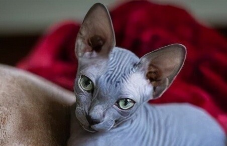 斯芬克斯猫多少钱一只-斯芬克斯猫的价格